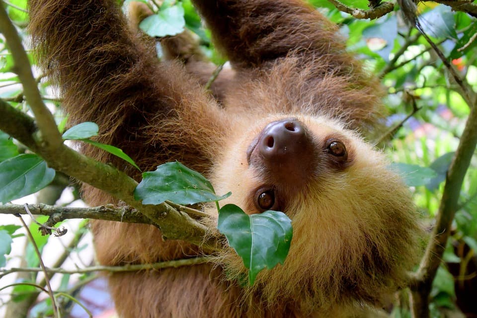 Featured image for blog post: Ecotourism in Costa Rica